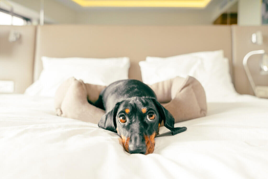 Tips for travelling with your pets