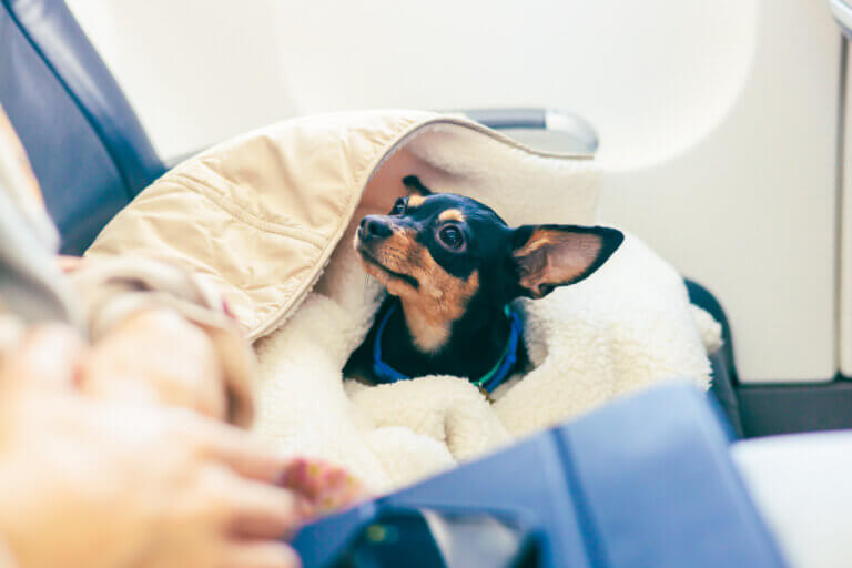 Travelling with pets- a modern guide