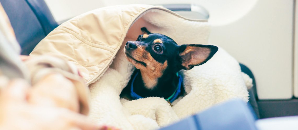 Travelling with pets- a modern guide